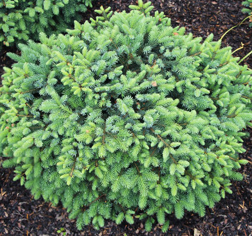Ель черная Махала (Picea mariana 'Machala')