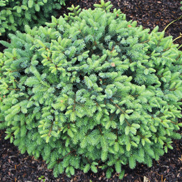 Ель черная Махала (Picea mariana 'Machala')