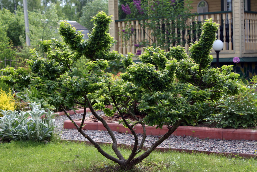 Вяз мелколистный (Ulmus parvifolia)