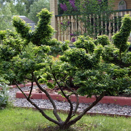 Вяз мелколистный (Ulmus parvifolia)