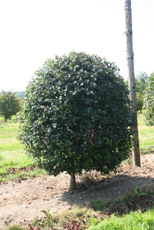 Боярышник сливолистный (Crataegus x prunifolia)