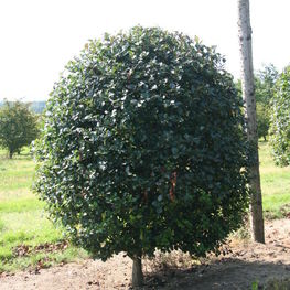 Боярышник сливолистный (Crataegus x prunifolia)