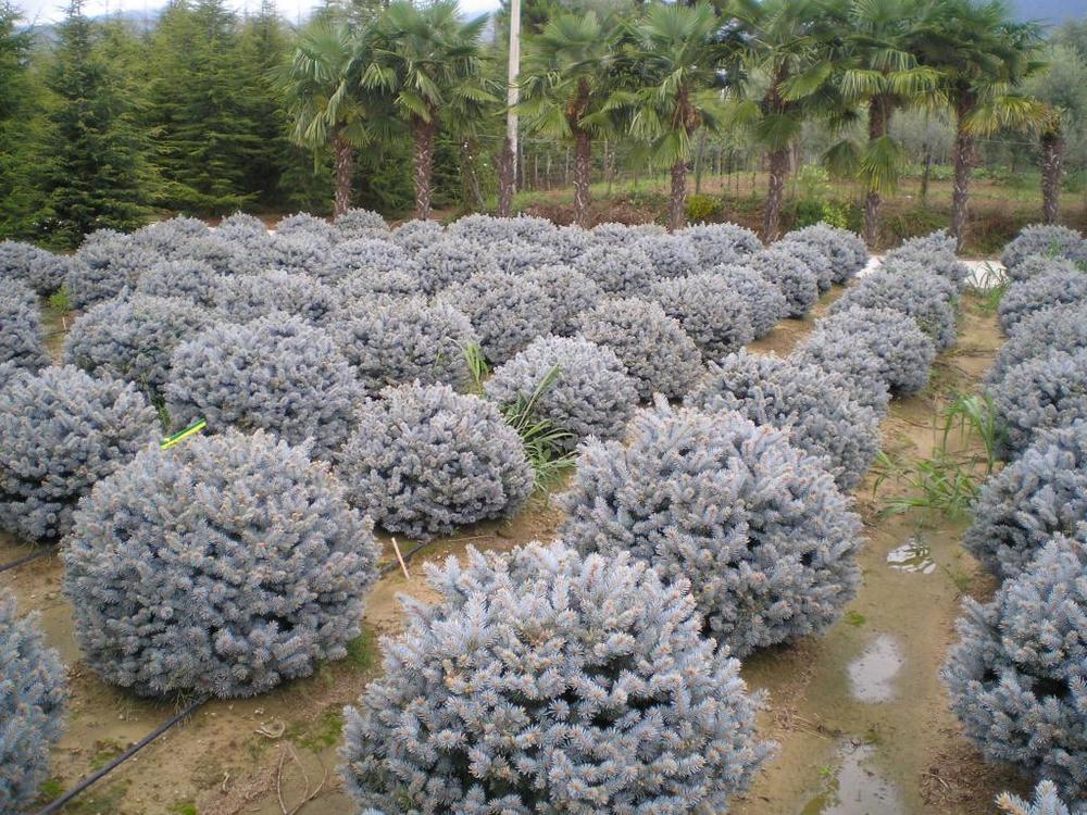 Ель колючая (Picea pungens)