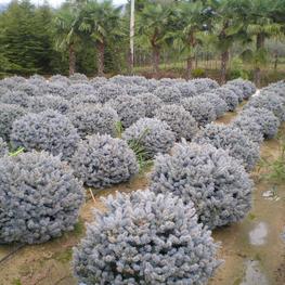 Ель колючая (Picea pungens)