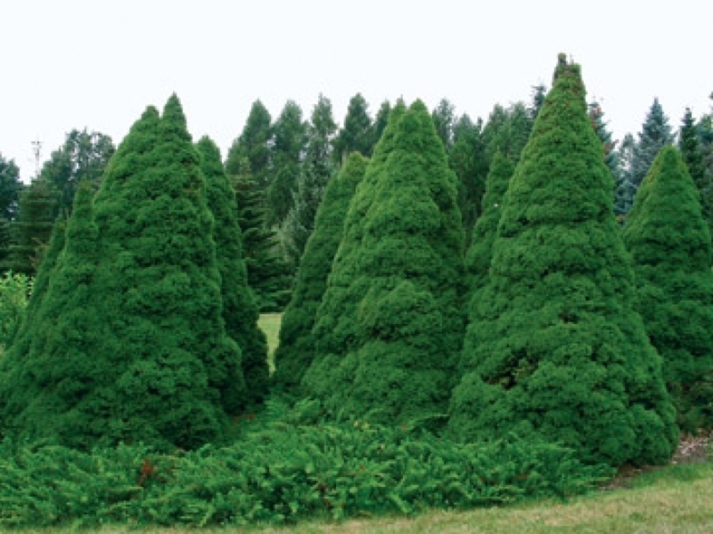 Ель канадская (Picea glauca)