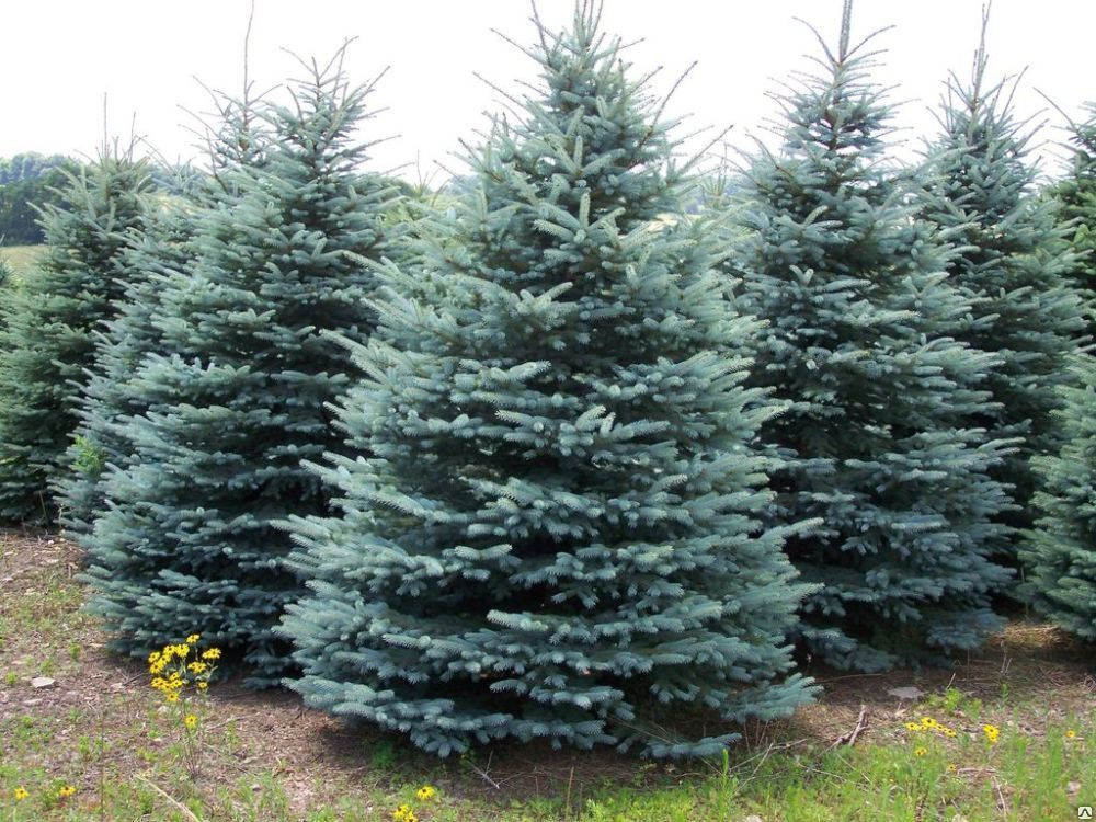 Ель колючая Глаука (Picea pungens 'Glauca')