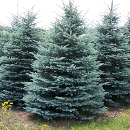 Ель колючая Глаука (Picea pungens 'Glauca')