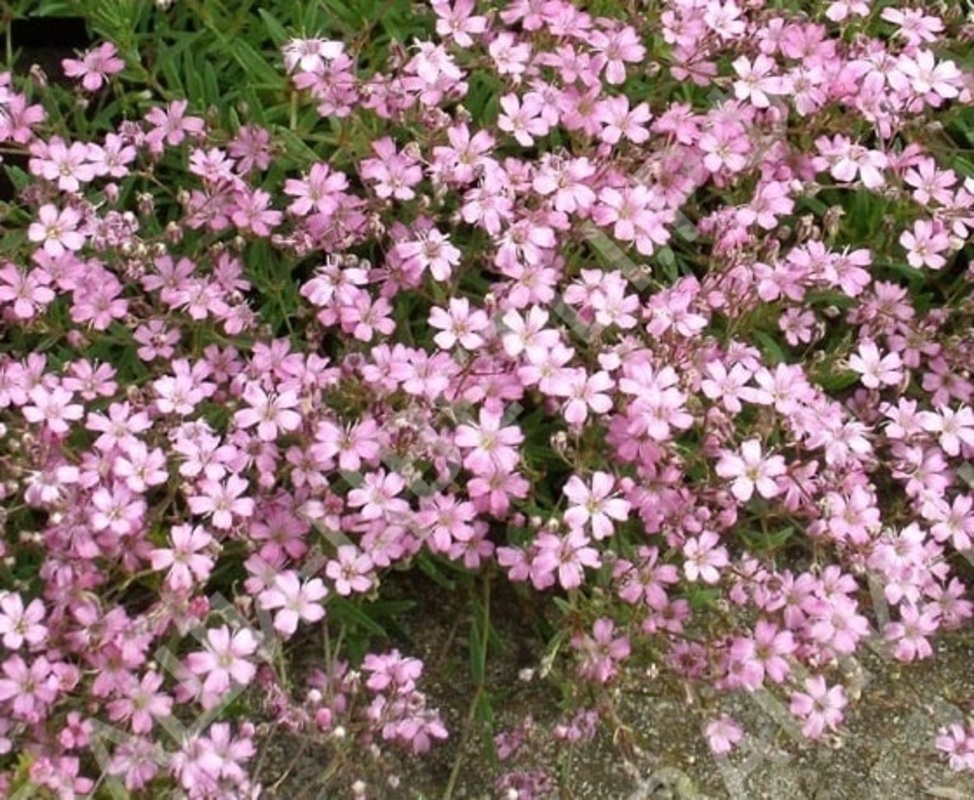 Гипсофила ползучая (Gypsophila repens)