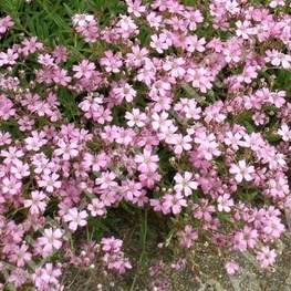 Гипсофила ползучая (Gypsophila repens)