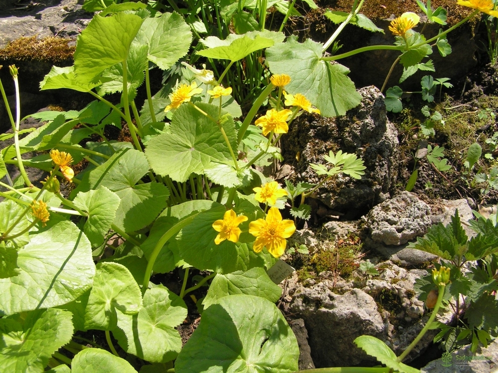 Калужница лесная (Caltha sylvestris)