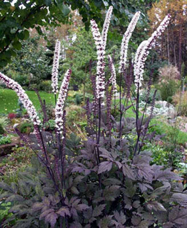 Клопогон ветвистый Атропурпуреа (Actaea simplex 'Atropurpurea')