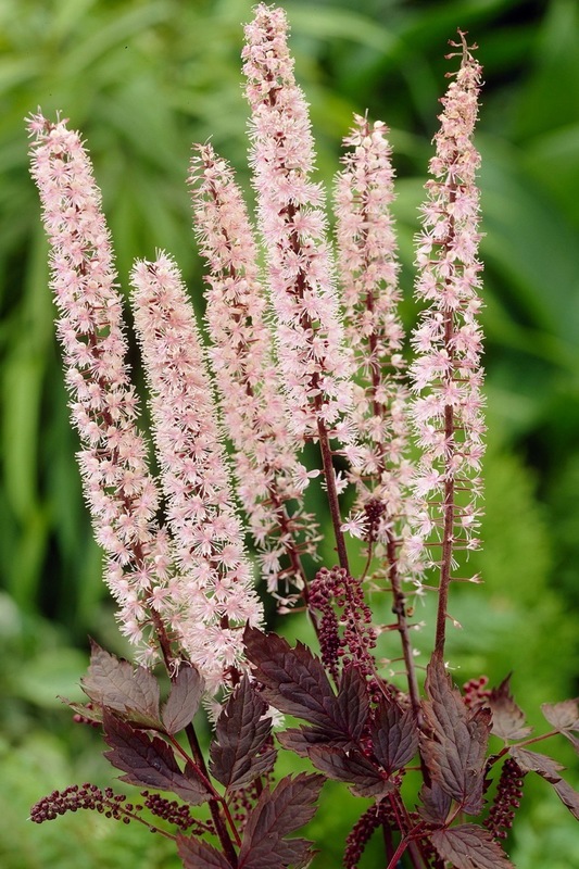 Клопогон ветвистый Пинк Спайк (Actaea simplex 'Pink Spike')