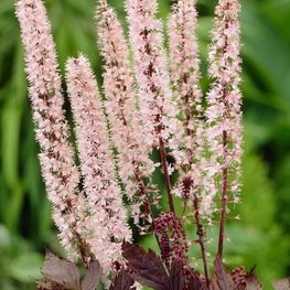 Клопогон ветвистый Пинк Спайк (Actaea simplex 'Pink Spike')