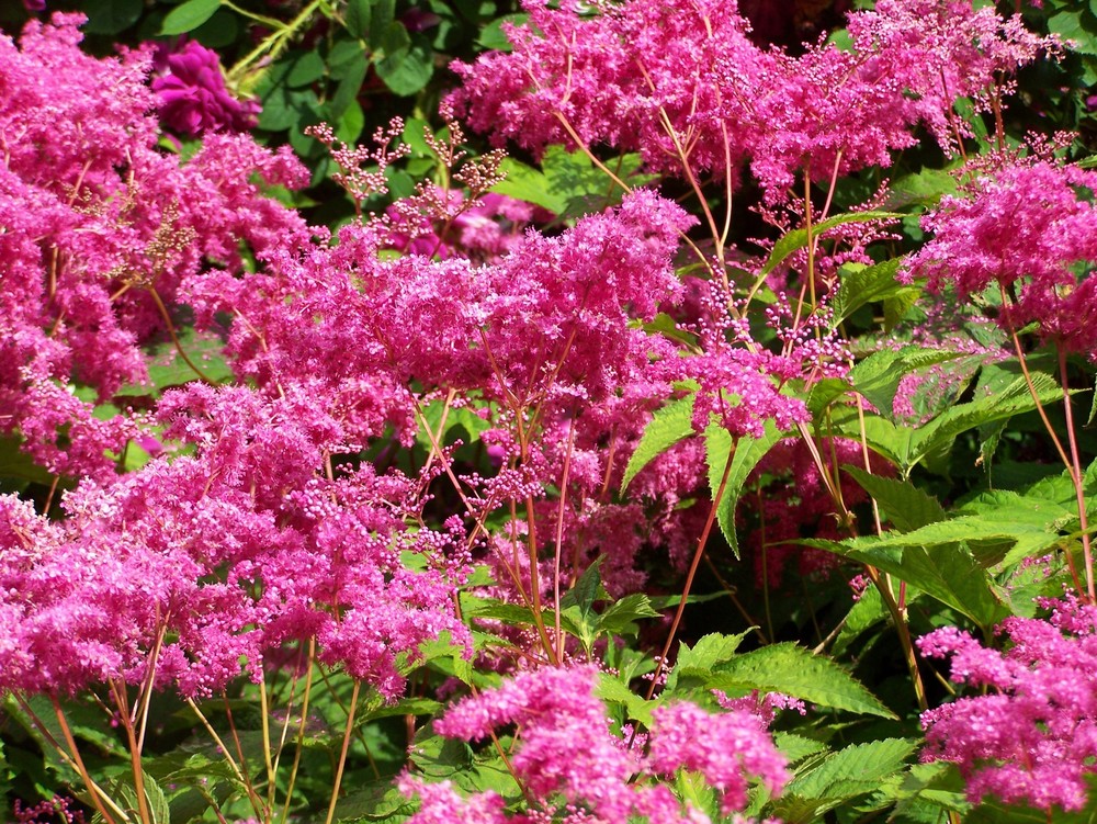 Лабазник пурпурный Элеганс (Filipendula purpurea 'Elegans')