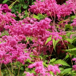 Лабазник пурпурный Элеганс (Filipendula purpurea 'Elegans')