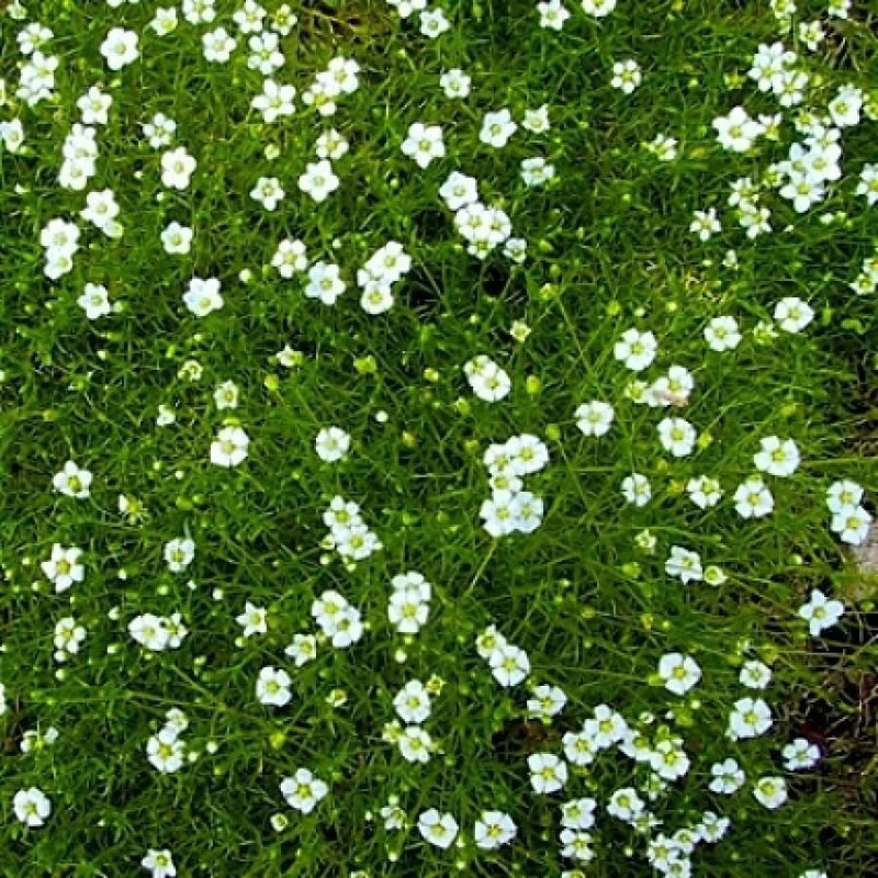 Мшанка шиловидная (Sagina subulata)