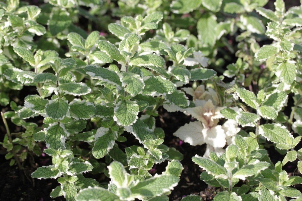 Мята ананасная Вариегата (Mentha suaveolens 'Variegata')