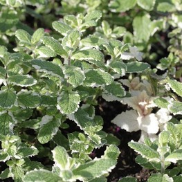 Мята ананасная Вариегата (Mentha suaveolens 'Variegata')