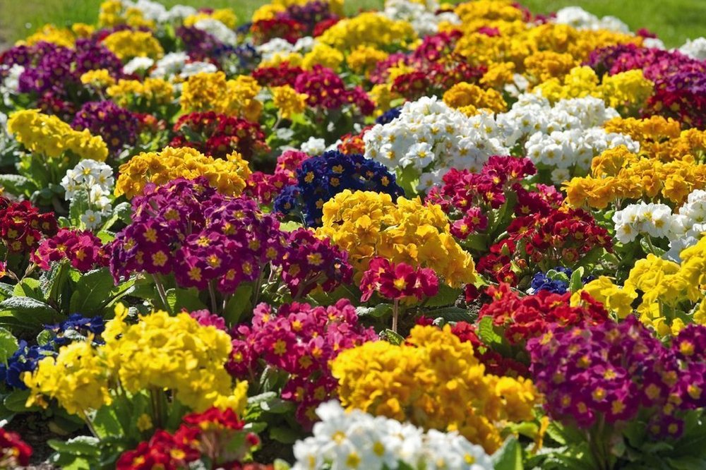 Примула высокая Микс (Primula elatior 'Mix')