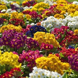 Примула высокая Микс (Primula elatior 'Mix')