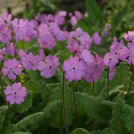 Примула отклоненная (Primula sieboldii)