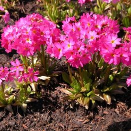 Примула розовая Грандифлора (Primula rosea 'Grandiflora')