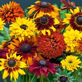 Рудбекия гигантская (Rudbeckia maxima)