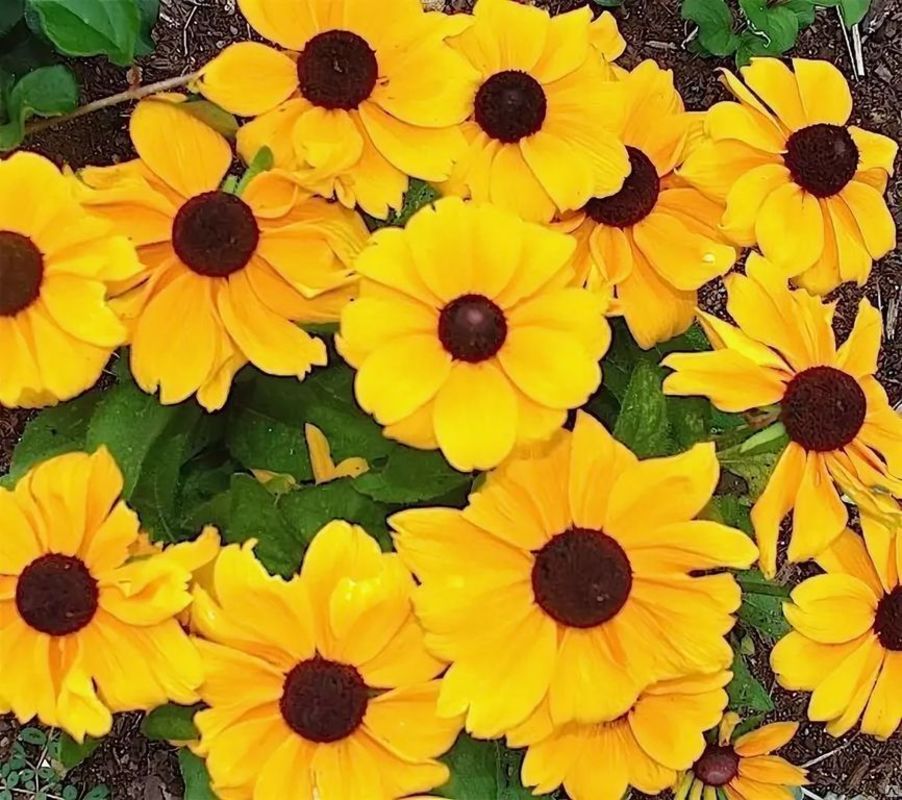 Рудбекия Тото Голд (Rudbeckia hirta 'Toto Gold')