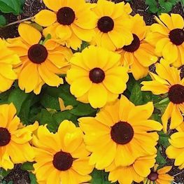 Рудбекия Тото Голд (Rudbeckia hirta 'Toto Gold')