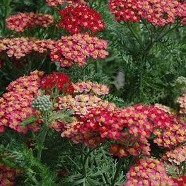 Тысячелистник парковый (Achillea x parkeri)