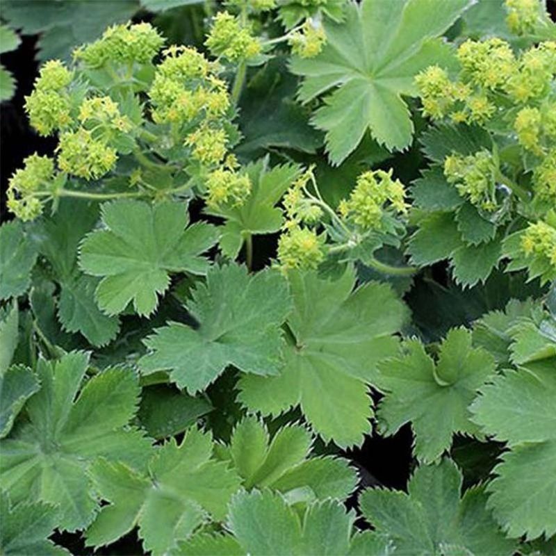 Манжетка шелковистая (Alchemilla sericata)