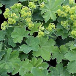Манжетка шелковистая (Alchemilla sericata)