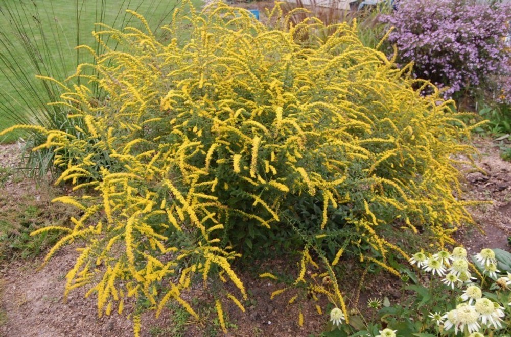 Солидаго морщинистый Файерворкс (Solidago rugosa 'Fireworks')