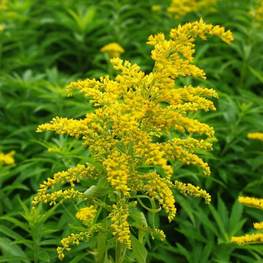 Солидаго скученный Гольдкинд (Solidago virgaurea 'Goldkind')