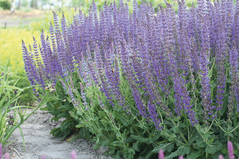 Шалфей дубравный Майнахт (Salvia nemorosa 'Mainacht')