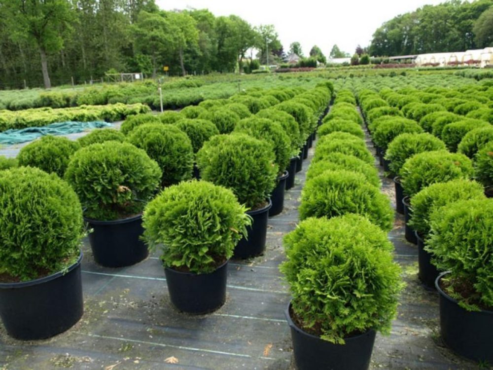 Туя западная Шаровидная (Thuja occidentalis 'Globosa')