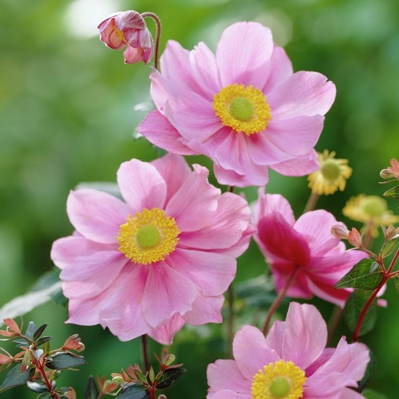 Анемона японская (Anemone hupehensis var. japonica)