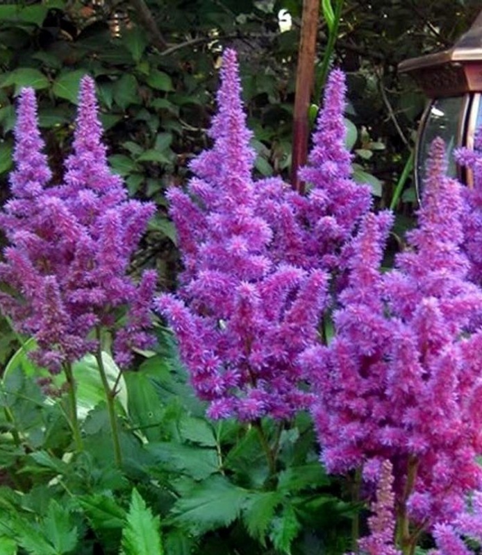 Астильба Арендса Аметист (Astilbe arendsii 'Amethyst')