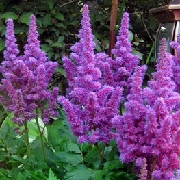 Астильба Арендса Аметист (Astilbe arendsii 'Amethyst')