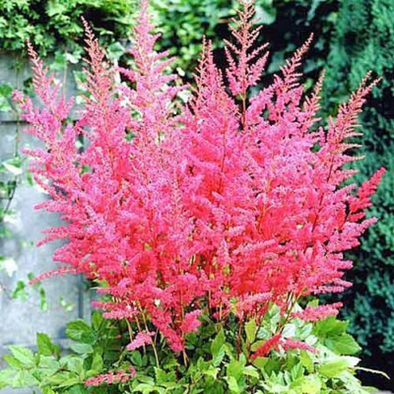 Астильба Арендса Гранат (Astilbe arendsii 'Granat')