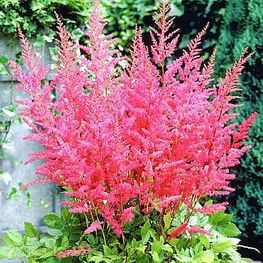 Астильба Арендса Гранат (Astilbe arendsii 'Granat')