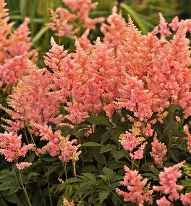 Астильба японская Пич Блоссом (Astilbe japonica 'Peach Blossom')