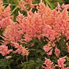 Астильба японская Пич Блоссом (Astilbe japonica 'Peach Blossom')