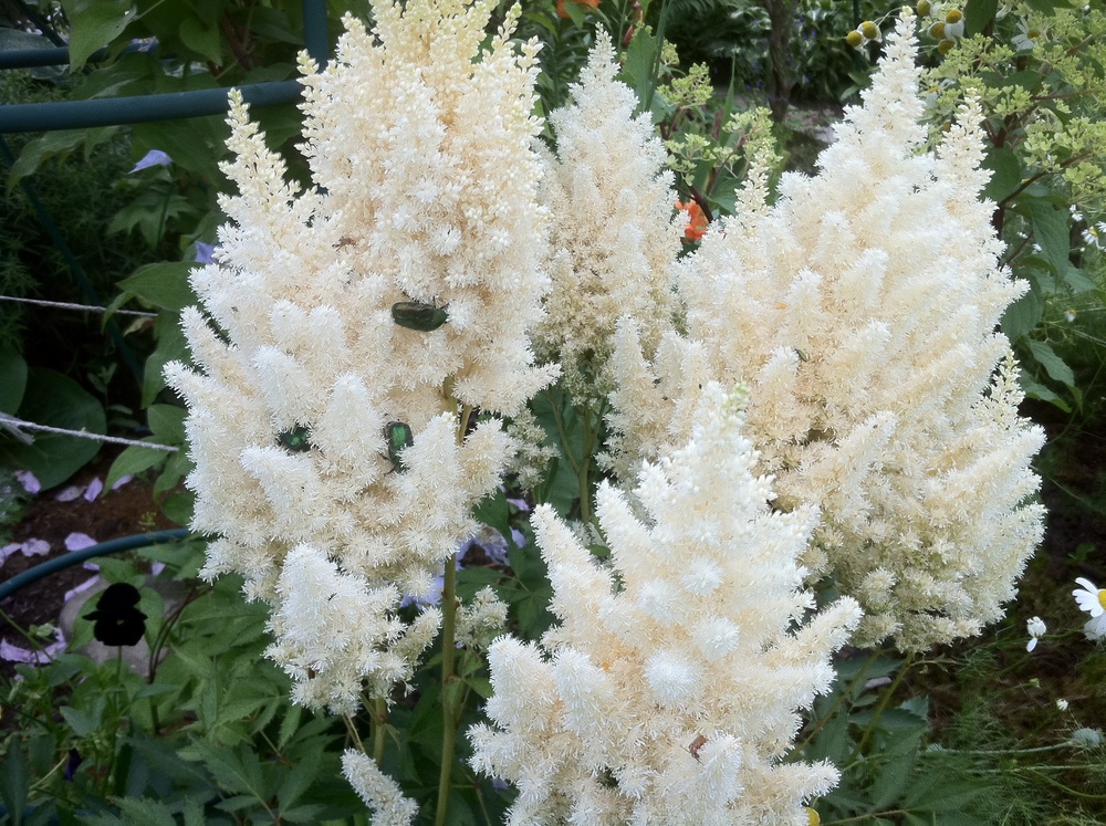 Астильба Арендса Вайсе Глория (Astilbe arendsii 'Weisse Gloria')