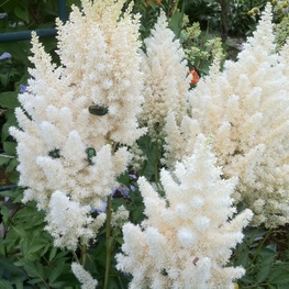 Астильба Арендса Вайсе Глория (Astilbe arendsii 'Weisse Gloria')