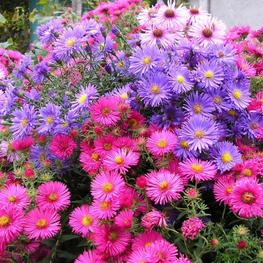 Астра кустарниковая Микс (Aster dumosus 'Mix')