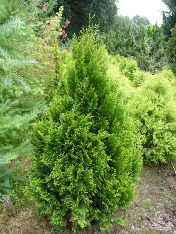 Туя складчатая Корник (Thuja plicata 'Kornik')