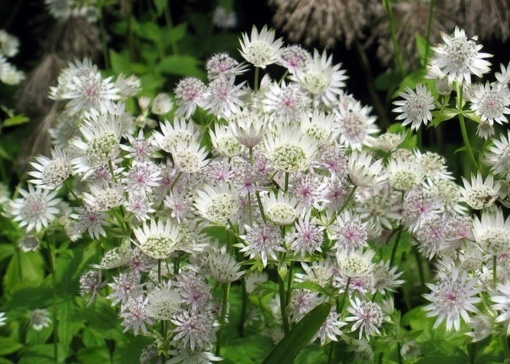 Астранция крупная Альба (Astrantia major 'Alba')