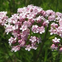Валериана лекарственная (Valeriana officinalis)