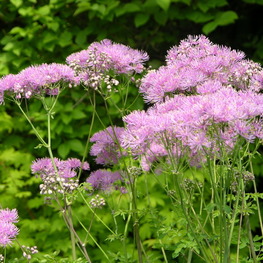 Василистник водосборолистный Лемон Бальм (Thalictrum aquilegiifolium 'Lemon Balm')